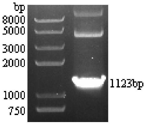 Cell line to express anti-newcastle disease virus fusion protein and construction method and application thereof