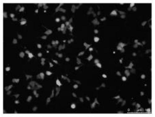 Cell line to express anti-newcastle disease virus fusion protein and construction method and application thereof