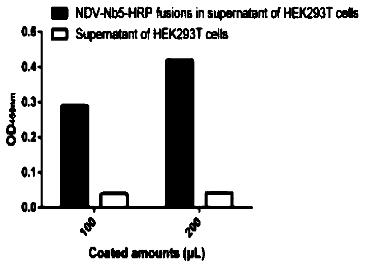 Cell line to express anti-newcastle disease virus fusion protein and construction method and application thereof