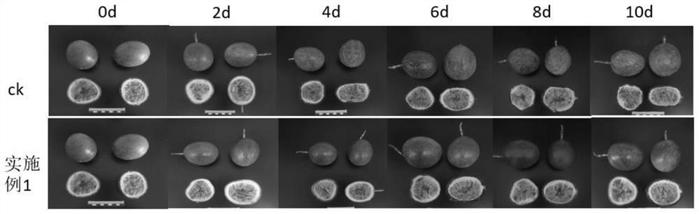 Film coating agent for delaying water loss and shrinkage of passion fruit peel and application thereof