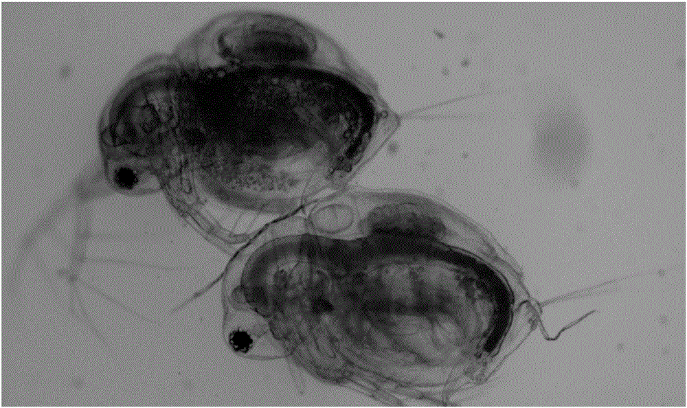 Method for improving daphnia growth and propagation capacity and enhancing bait nutrition performance