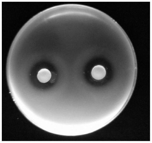 Composition of three kinds of lactobacillus and application of composition