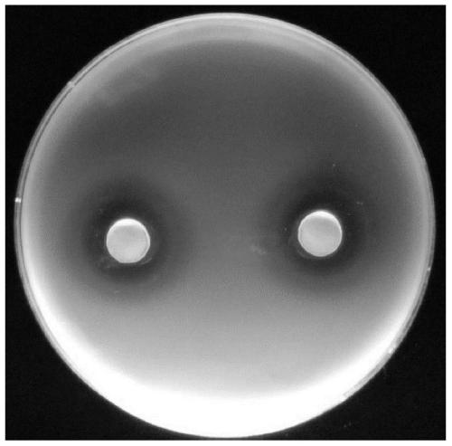 Composition of three kinds of lactobacillus and application of composition