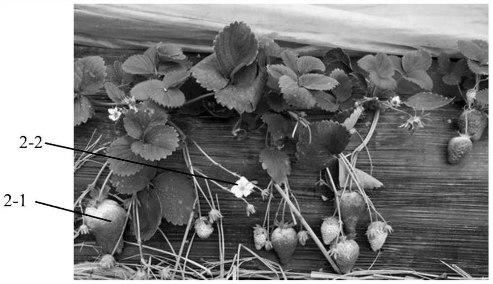 Creation method for good germplasm of strawberries with red flowers and white fruits