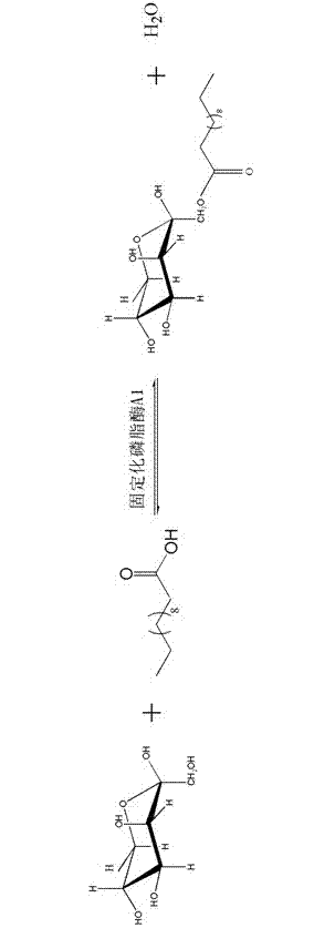 Method for catalytic synthesis of fructose lauric acid monoester by using immobilized phospholipase A1