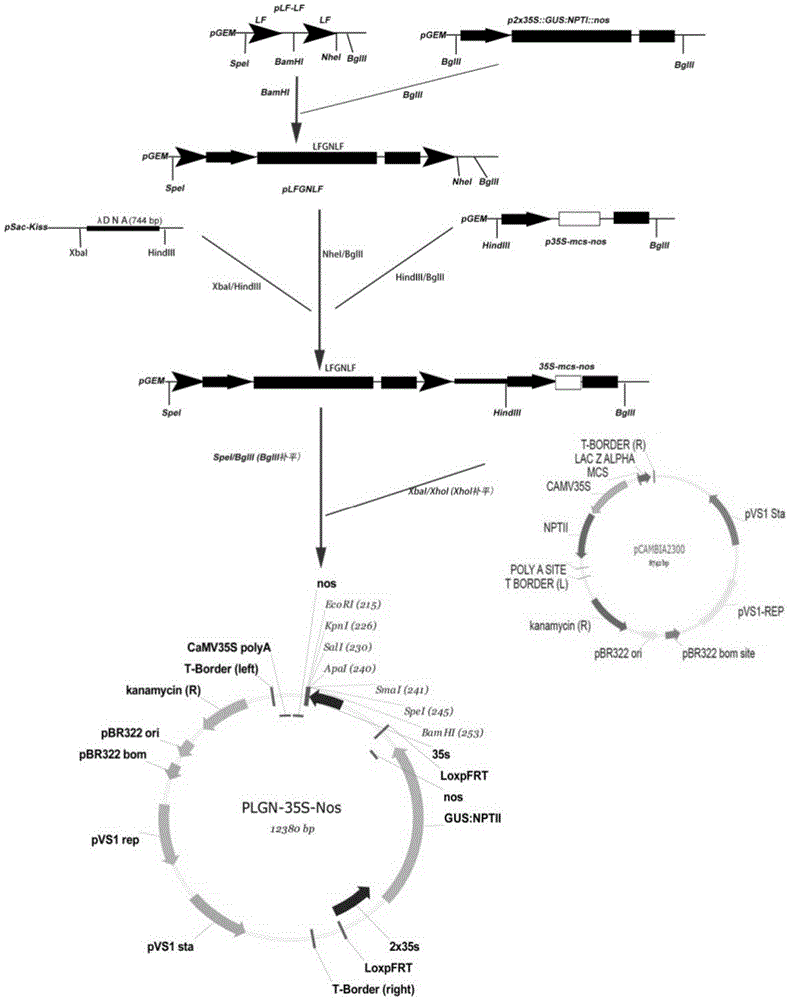 Method for improving verticillium wilt resistance of plants by using Verticillium dahlia VdP4-ATPase gene