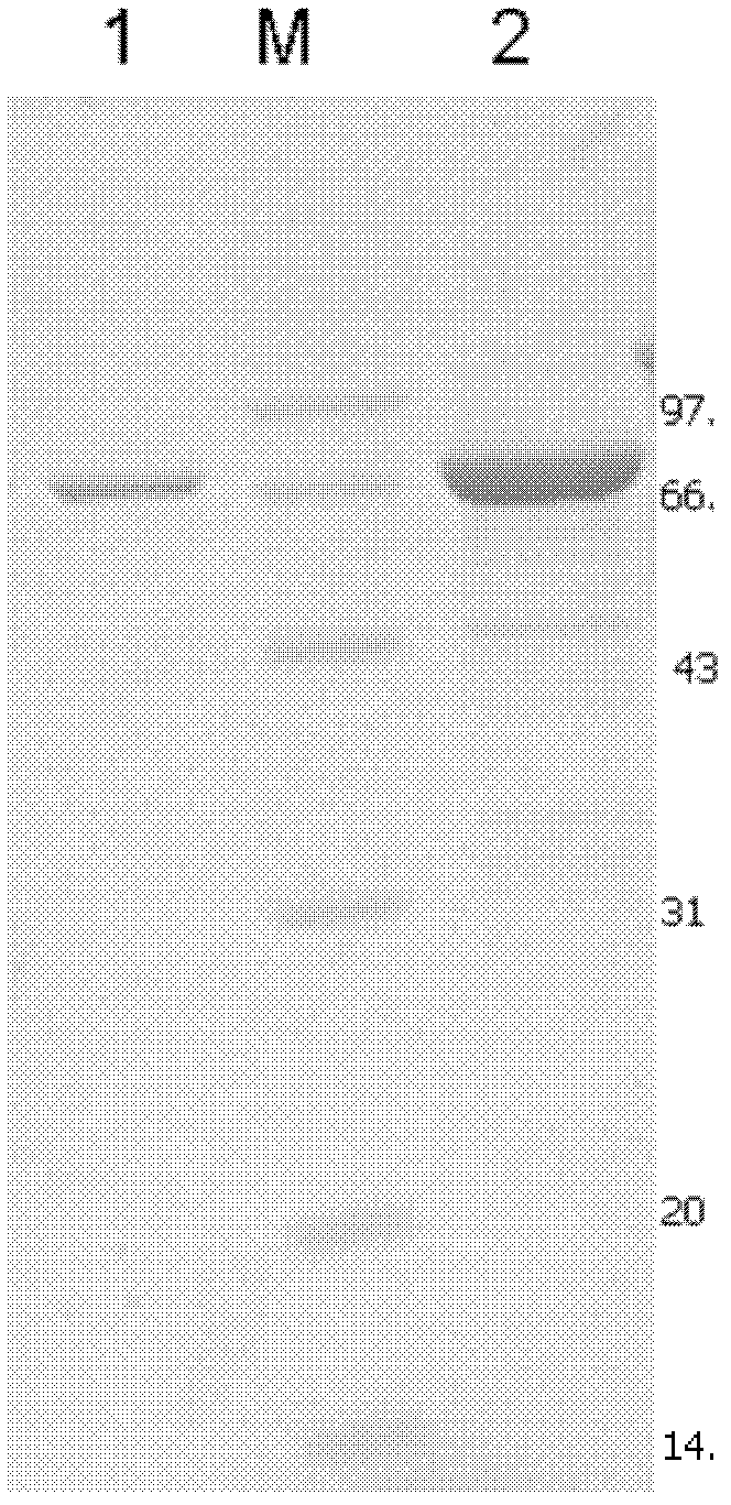 Acidic heat-resisting isoamylase genetic engineering bacterium and application thereof