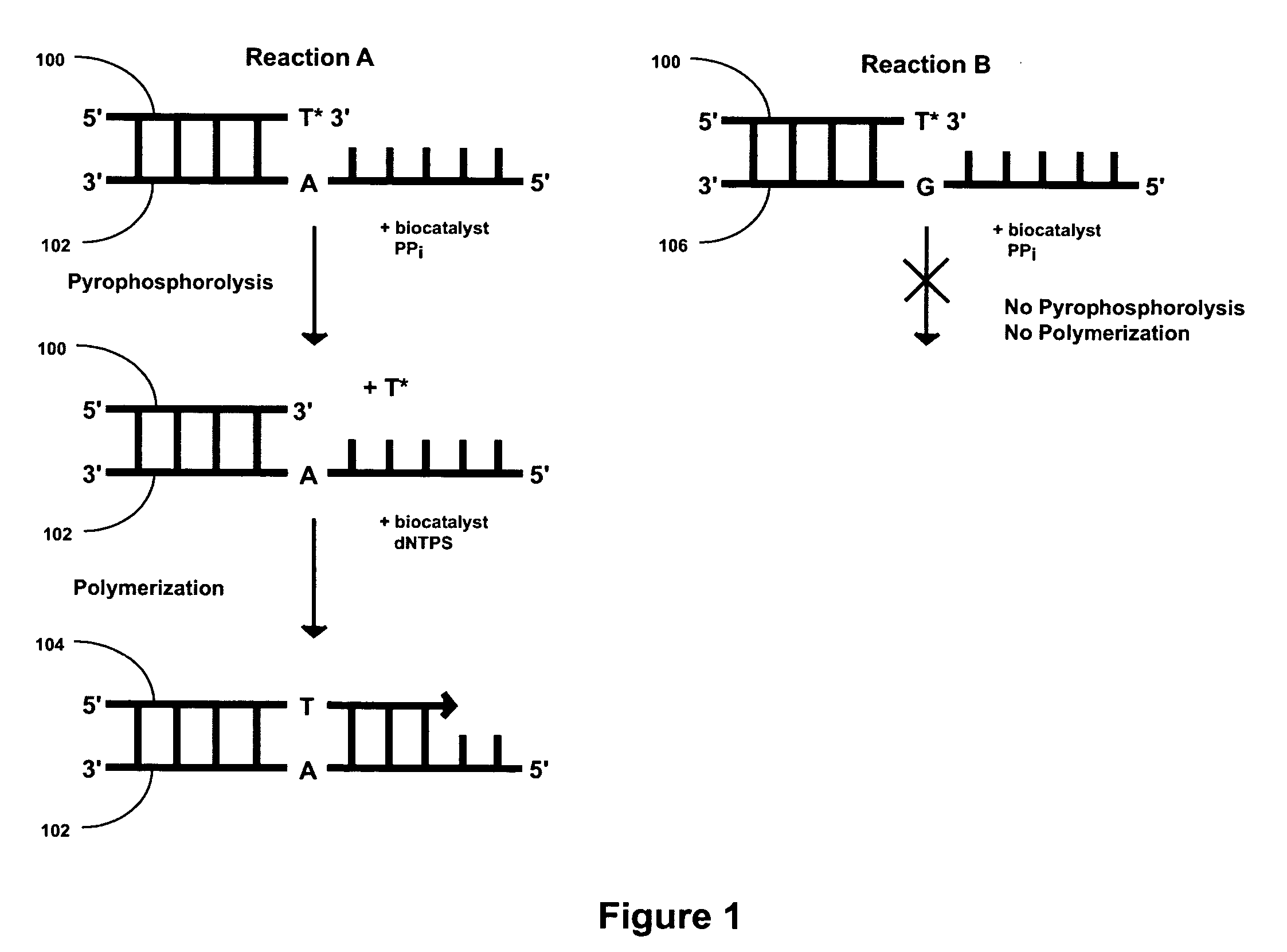 2′-terminator related pyrophosphorolysis activated polymerization