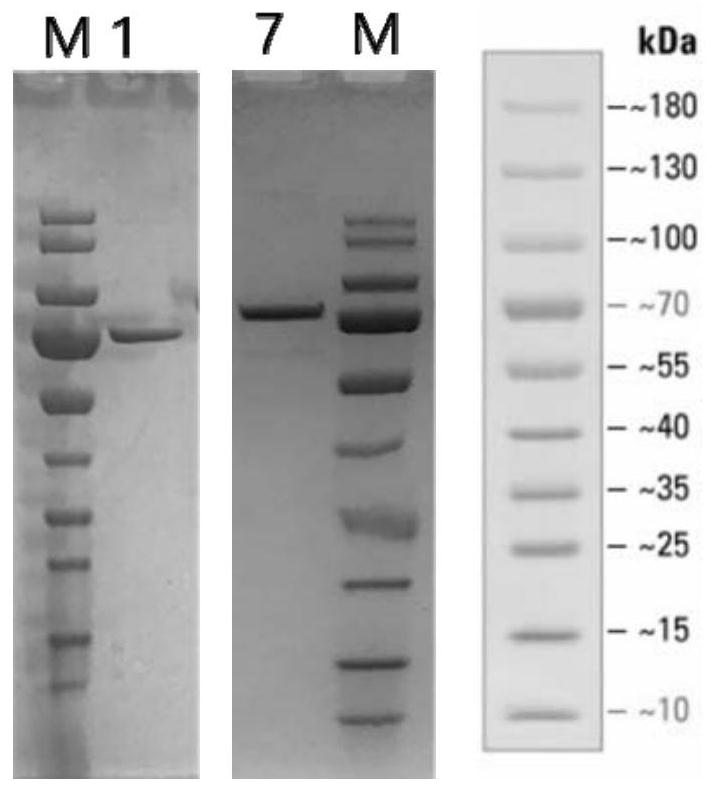 Interleukin 2 mutant