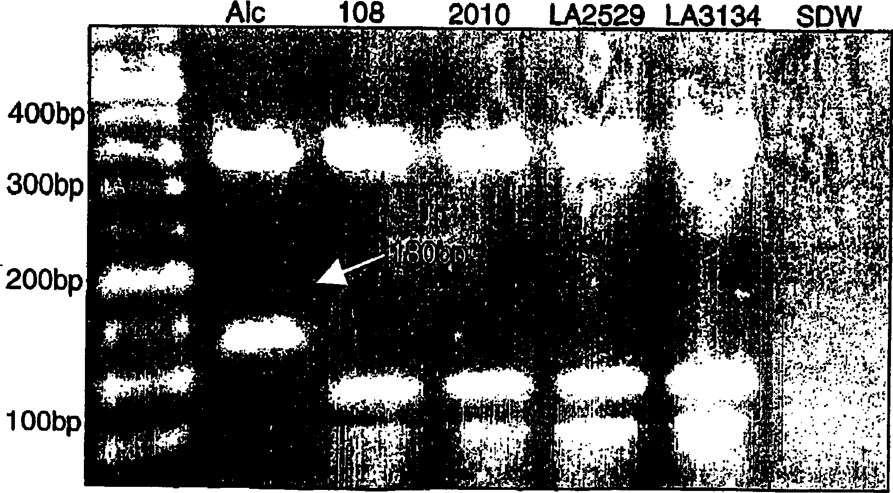 Processed tomato products and process for preparing the same