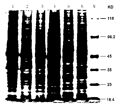 Method for extracting fungus total protein