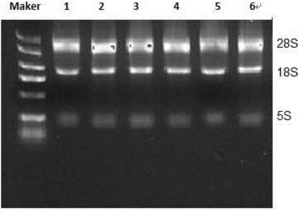 SEC61A1 gene-containing detection kit for improving Altay sheep meat production performance