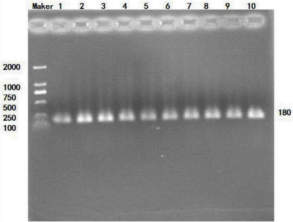 SEC61A1 gene-containing detection kit for improving Altay sheep meat production performance