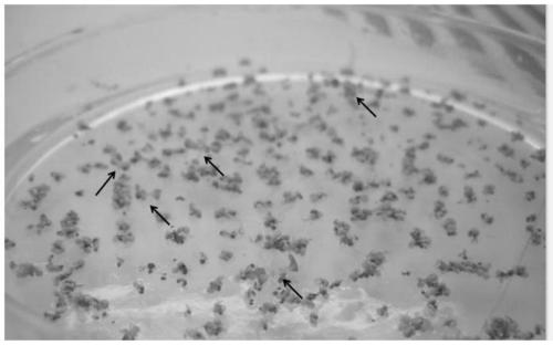 Application of Rapeseed bnbhlh60 Gene in Improving Rapeseed Yield