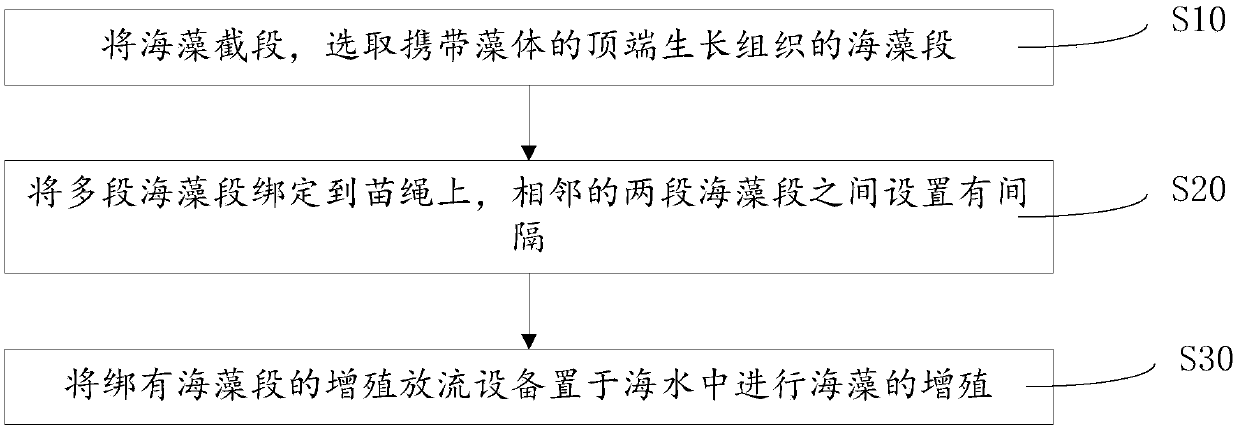 Seaweed propagation and releasing device and seaweed propagation and releasing method