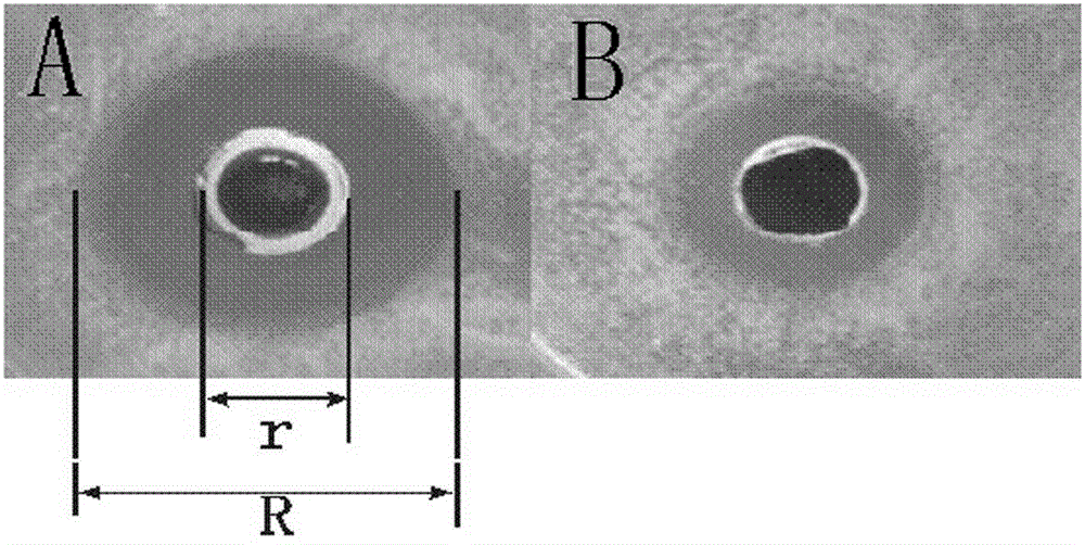 Method for producing lactic acid bacteria agent and bacteriocin by using salted vegetable wastewater