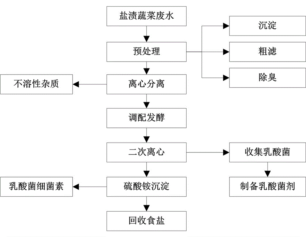 Method for producing lactic acid bacteria agent and bacteriocin by using salted vegetable wastewater