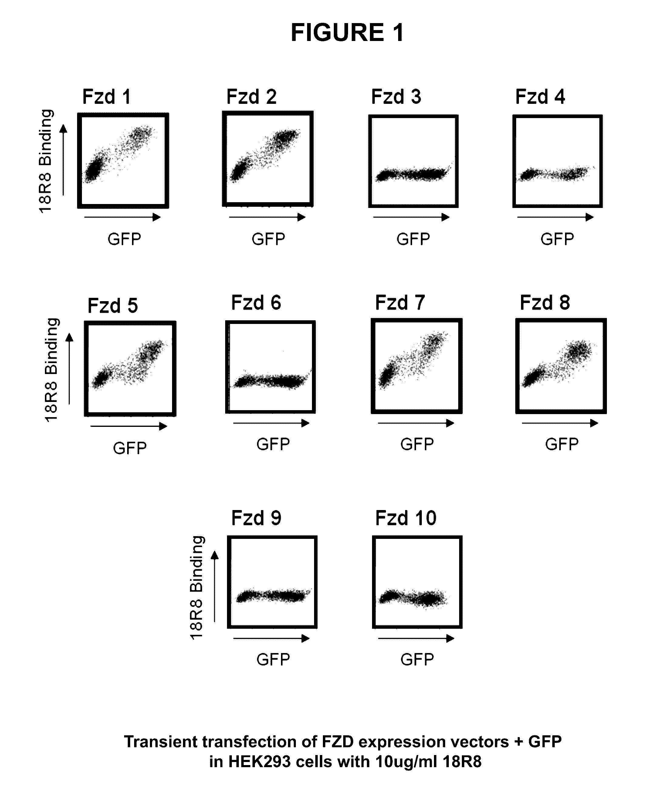 Antibodies against human FZD5 and FZD8