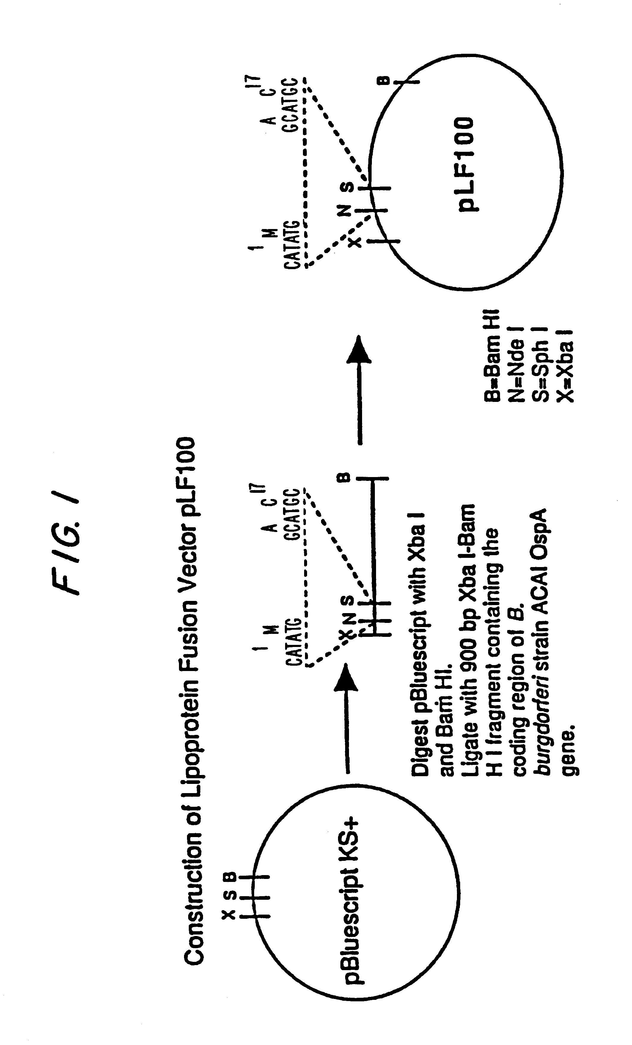 Expression of lipoproteins