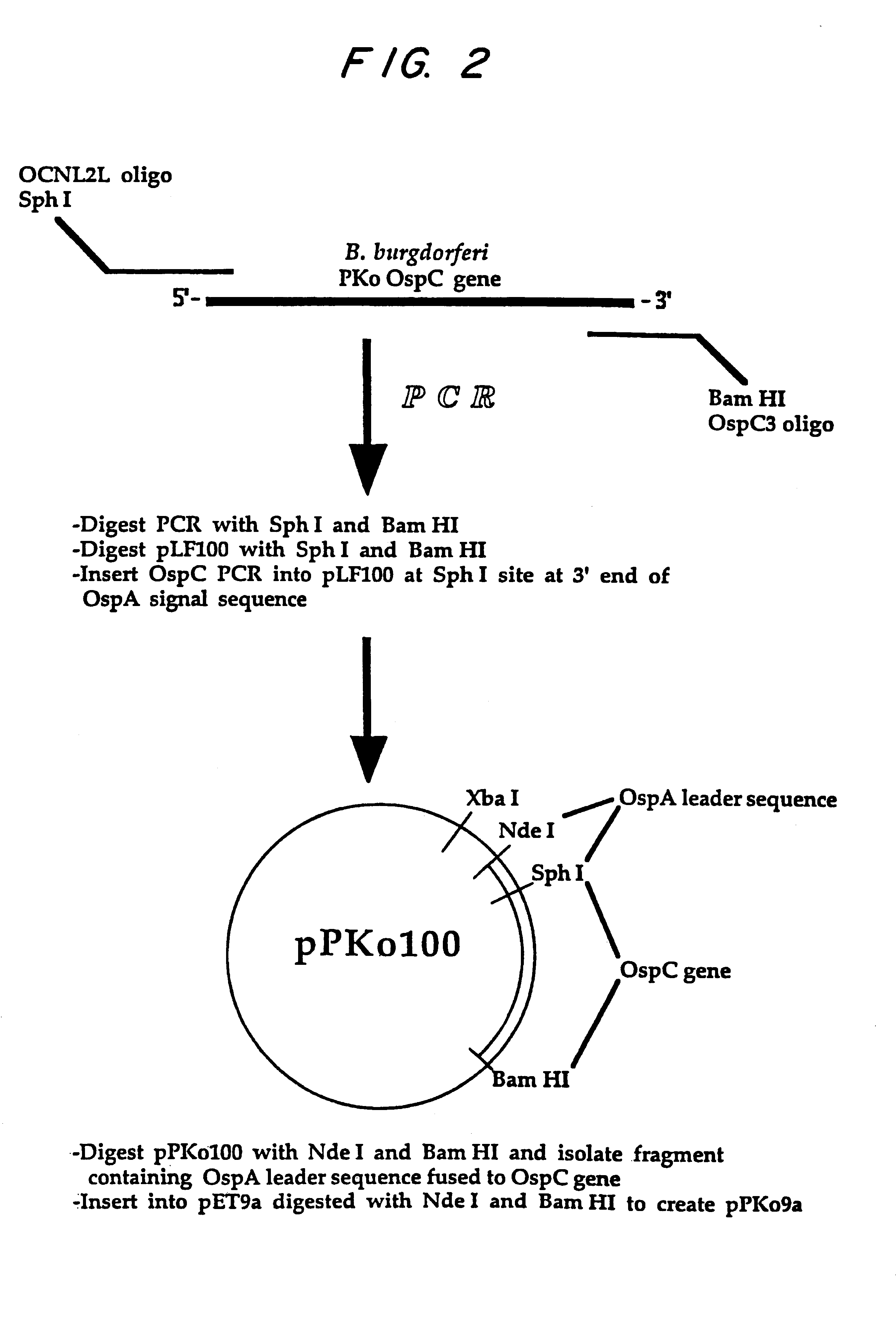 Expression of lipoproteins