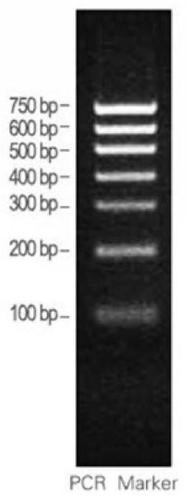 Method for identifying tea aphids by utilizing mitochondrial molecular markers and application of method