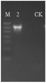 Method for identifying tea aphids by utilizing mitochondrial molecular markers and application of method