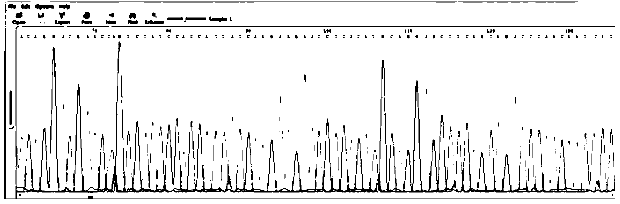 Method for identifying tea aphids by utilizing mitochondrial molecular markers and application of method