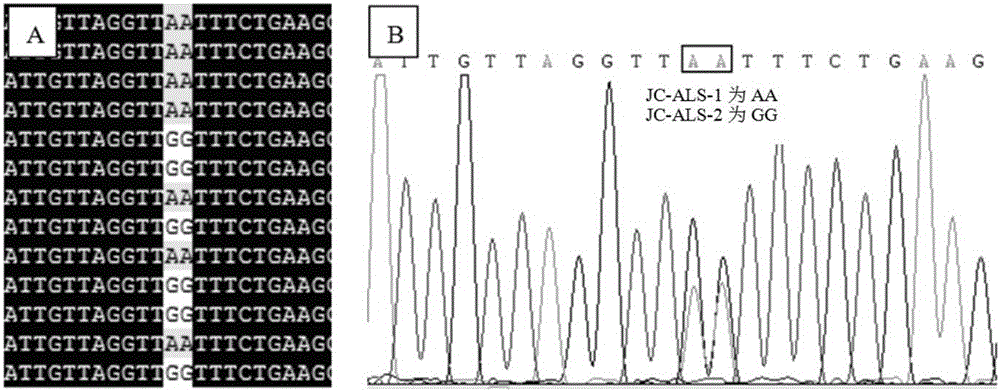 Molecular marker related with chemical resistance of shepherd's purse herbs and detection kit of molecular marker