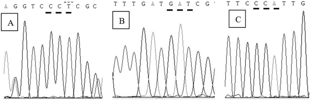 Molecular marker related with chemical resistance of shepherd's purse herbs and detection kit of molecular marker