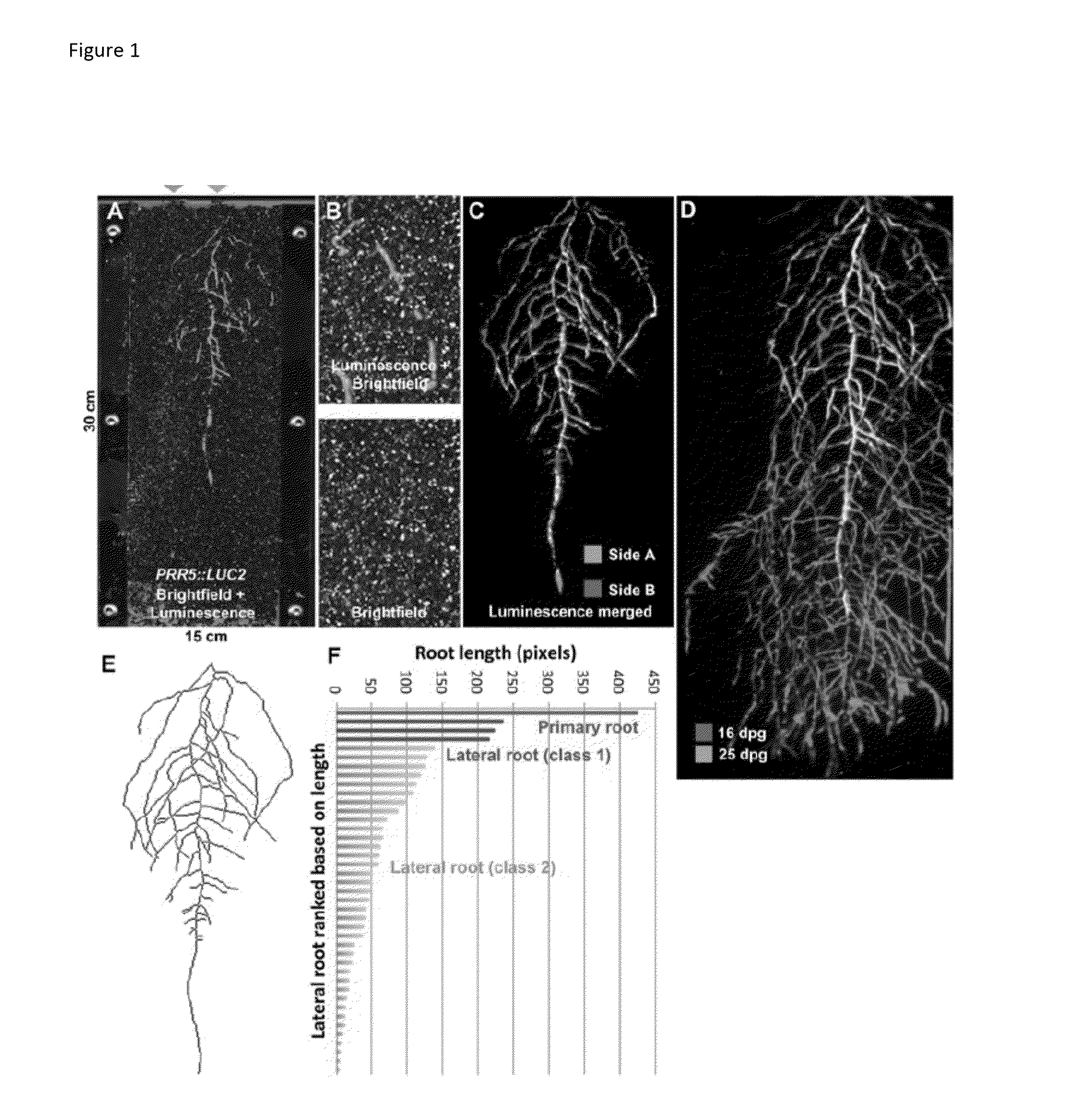 Luciferase Reporter System for Roots and Methods of Using the Same