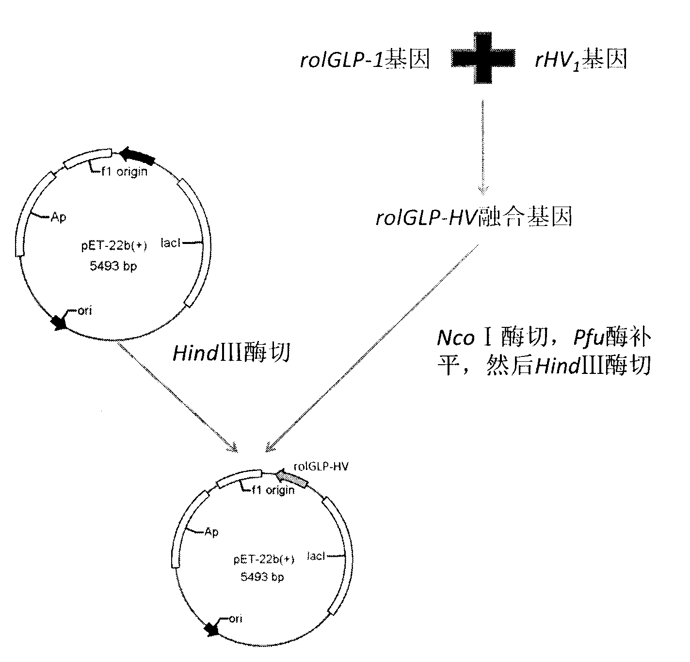 Construction method and application technology of rolGLP-HV engineering bacterium