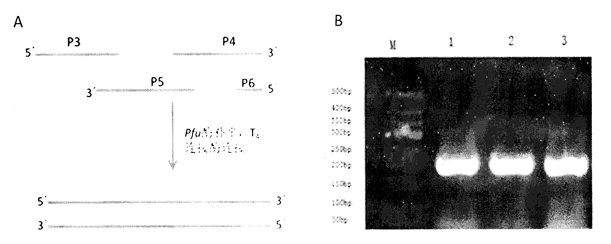 Construction method and application technology of rolGLP-HV engineering bacterium