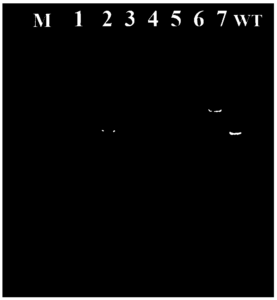 Preparation method of thermomyces PCR template