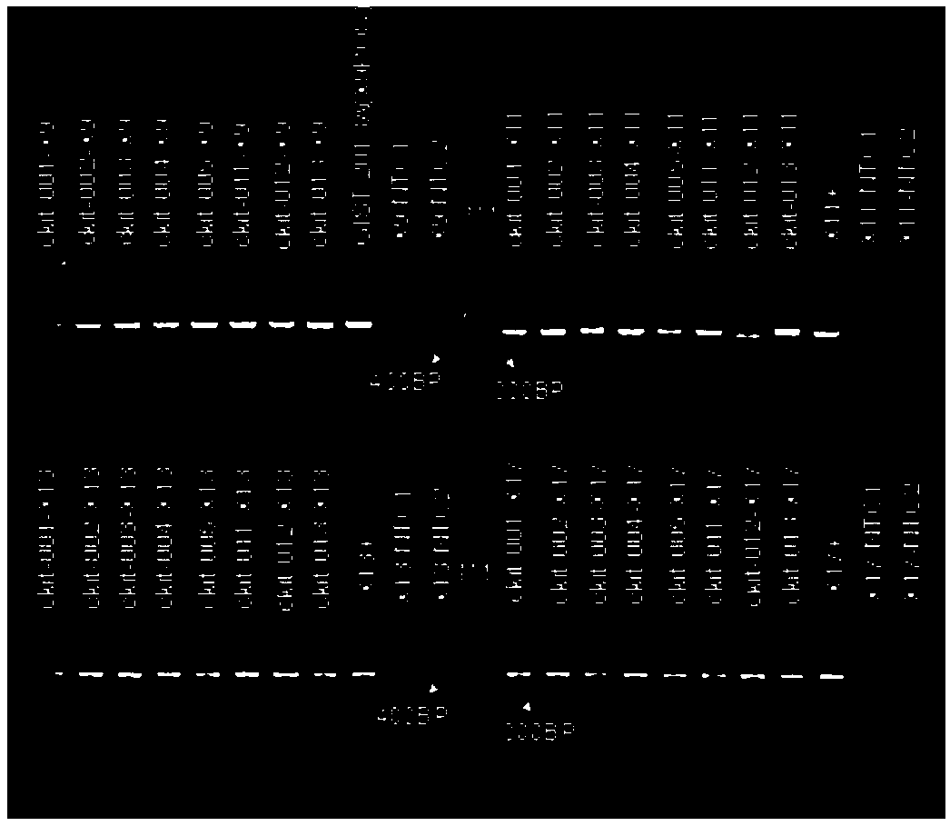 Primer group, kit and method for detecting c-kit gene mutation