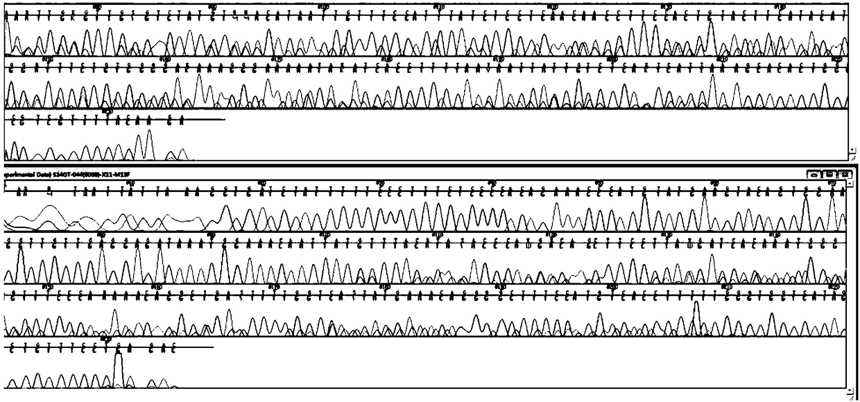 Primer group, kit and method for detecting c-kit gene mutation