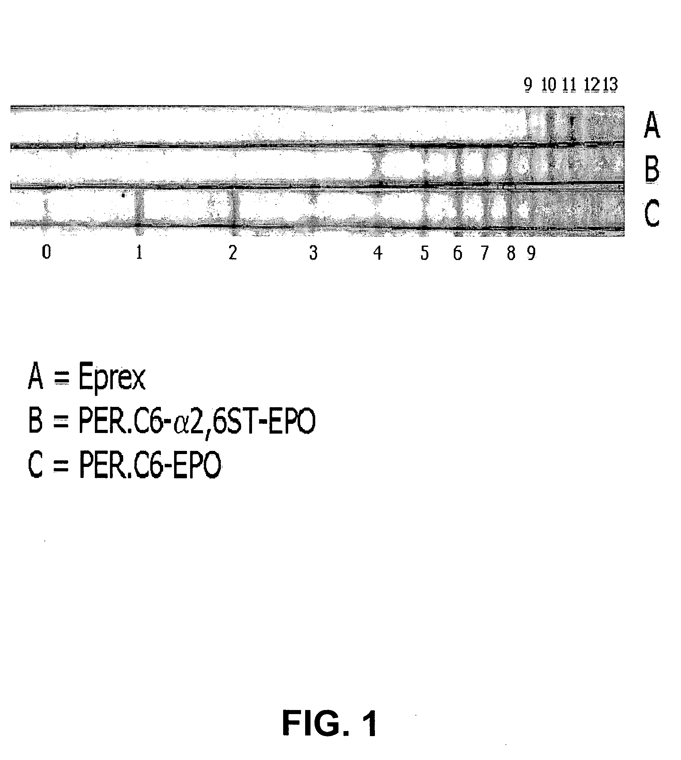 Methods to obtain recombinant proteins with increased sialylation from cells that express adenovirus E1A protein, and proteins obtained thereby