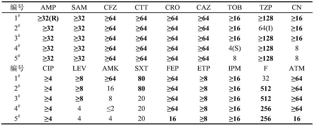 Application of chelerythrine in inhibiting and clearing biofilm of multi-drug resistant Providencia rettleri