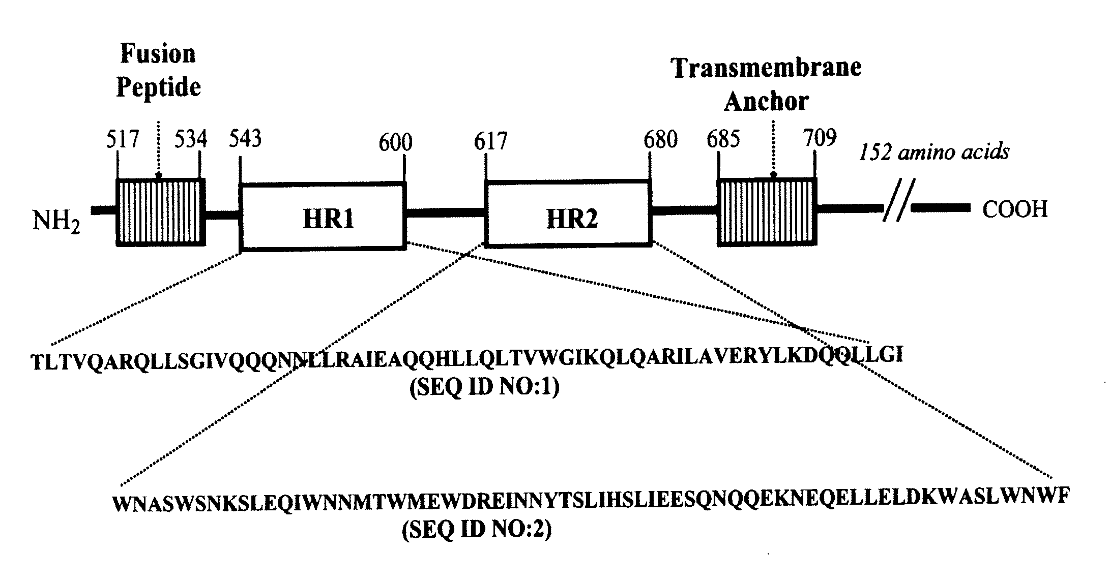 CONJUGATES COMPRISED OF POLYMER AND HIV gp-41-DERIVED PEPTIDES AND THEIR USE IN THERAPY