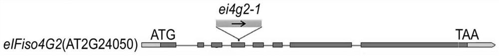 Method for improving plant tolerance to drought by down-regulating eifiso4g1 gene and eifiso4g2 gene