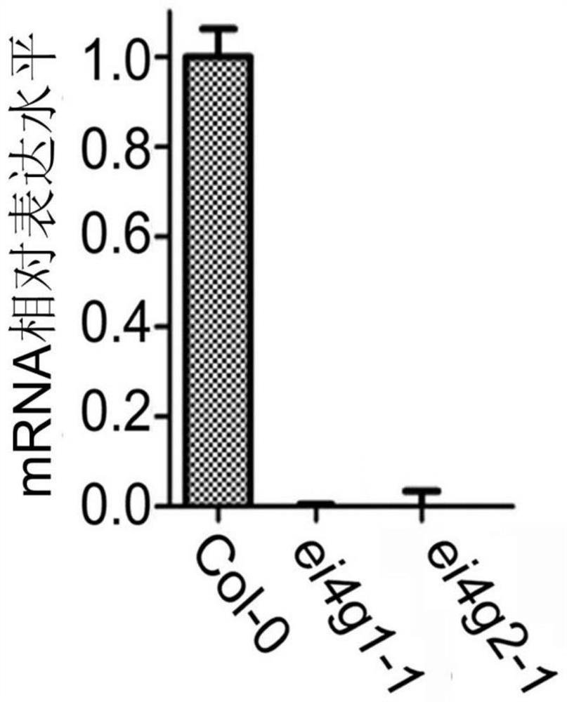 Method for improving plant tolerance to drought by down-regulating eifiso4g1 gene and eifiso4g2 gene