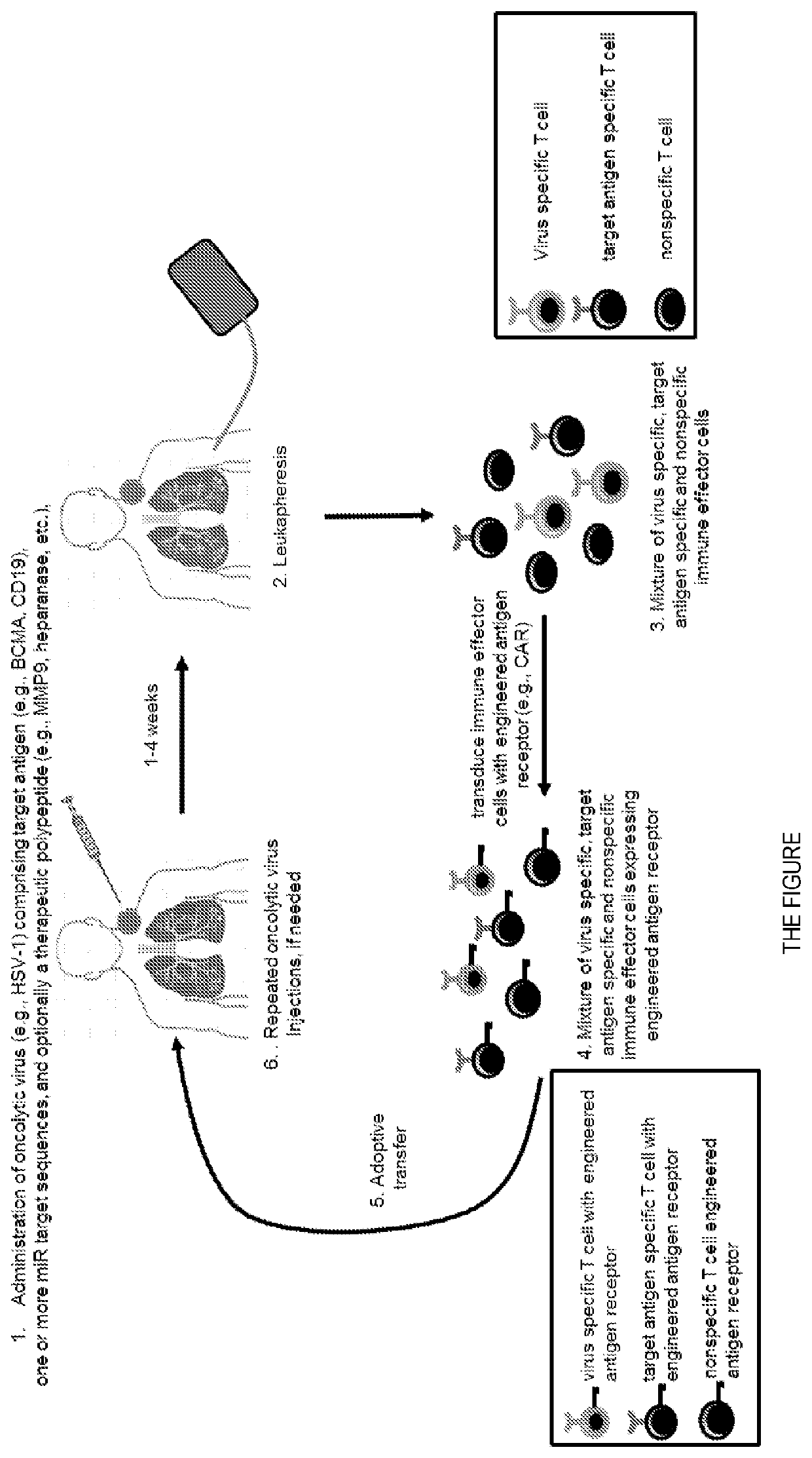 Adoptive cellular therapy