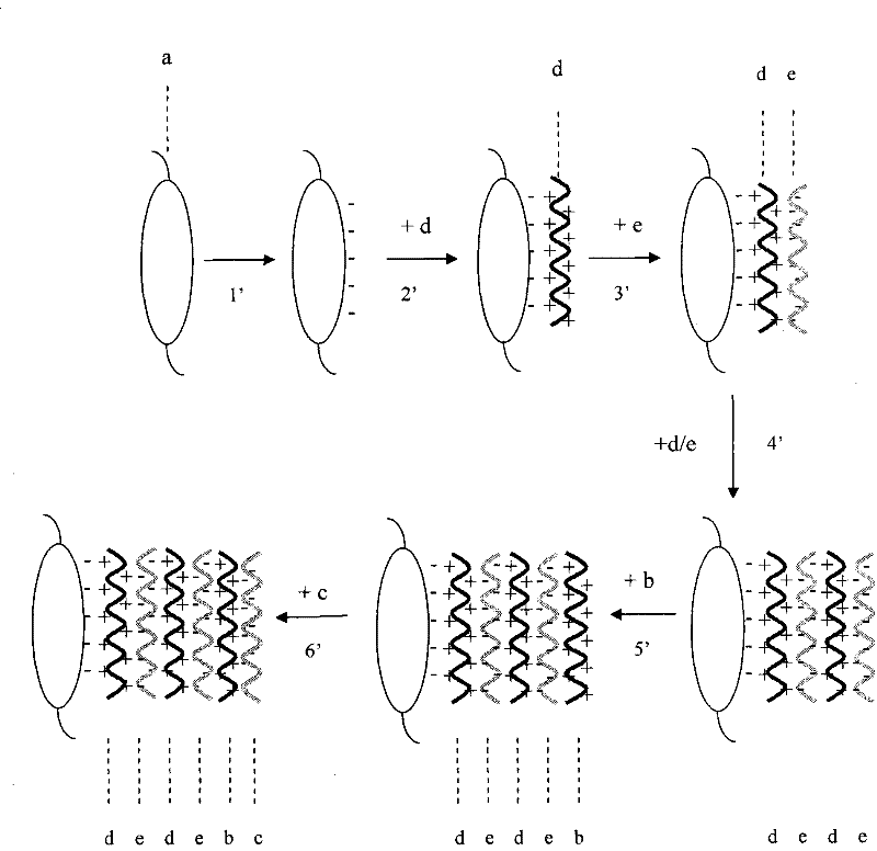 Artificial crystalline len with transforming growth factor resistant beta2 antibody membrane on surface and manufacturing method thereof