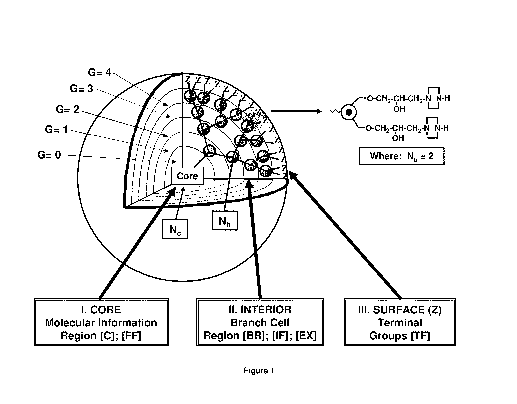 Dendritic polymers with enhanced amplification and interior functionality