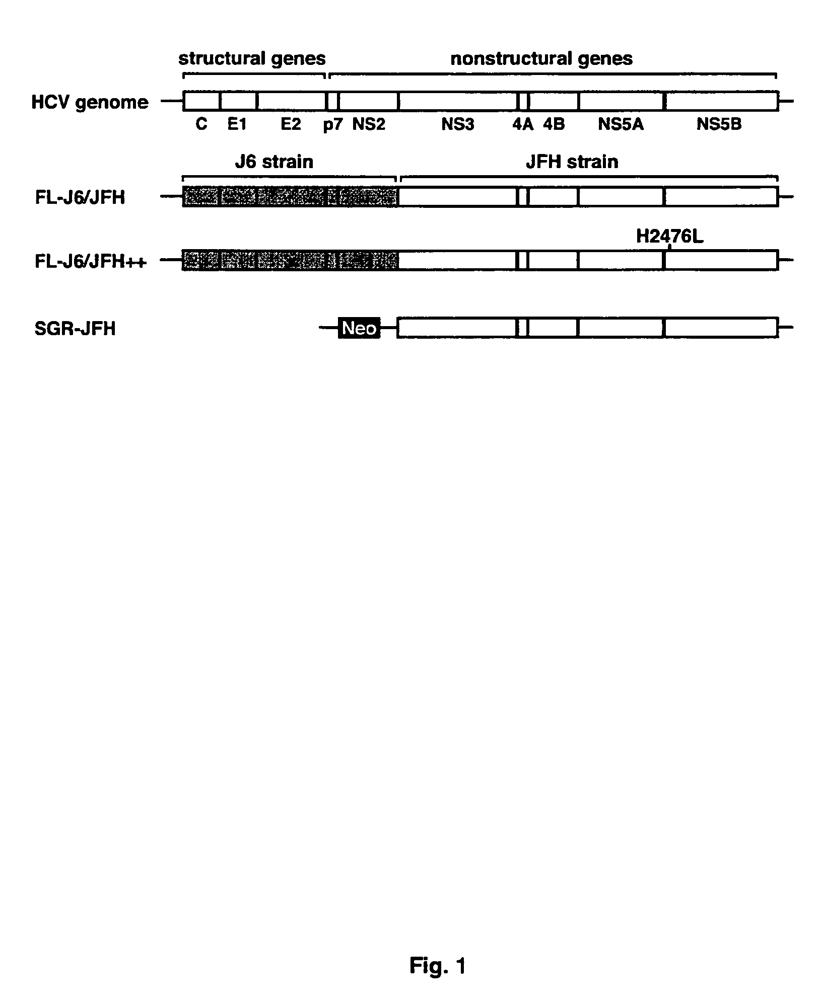 Infectious, chimeric hepatitis C virus, methods of producing the same and methods of use thereof