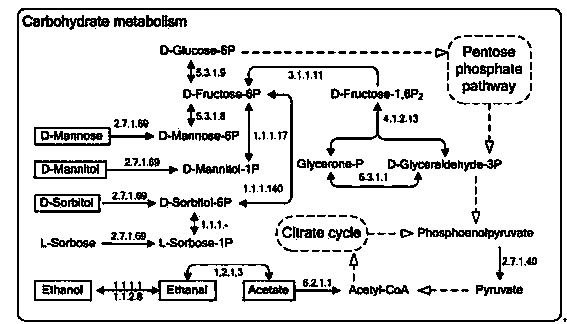 Method for improving production capacity of 2-KGA (2-keto-L-gulonic acid) through enhancement of Ketogulonogeniumvulgarum carbon metabolism level