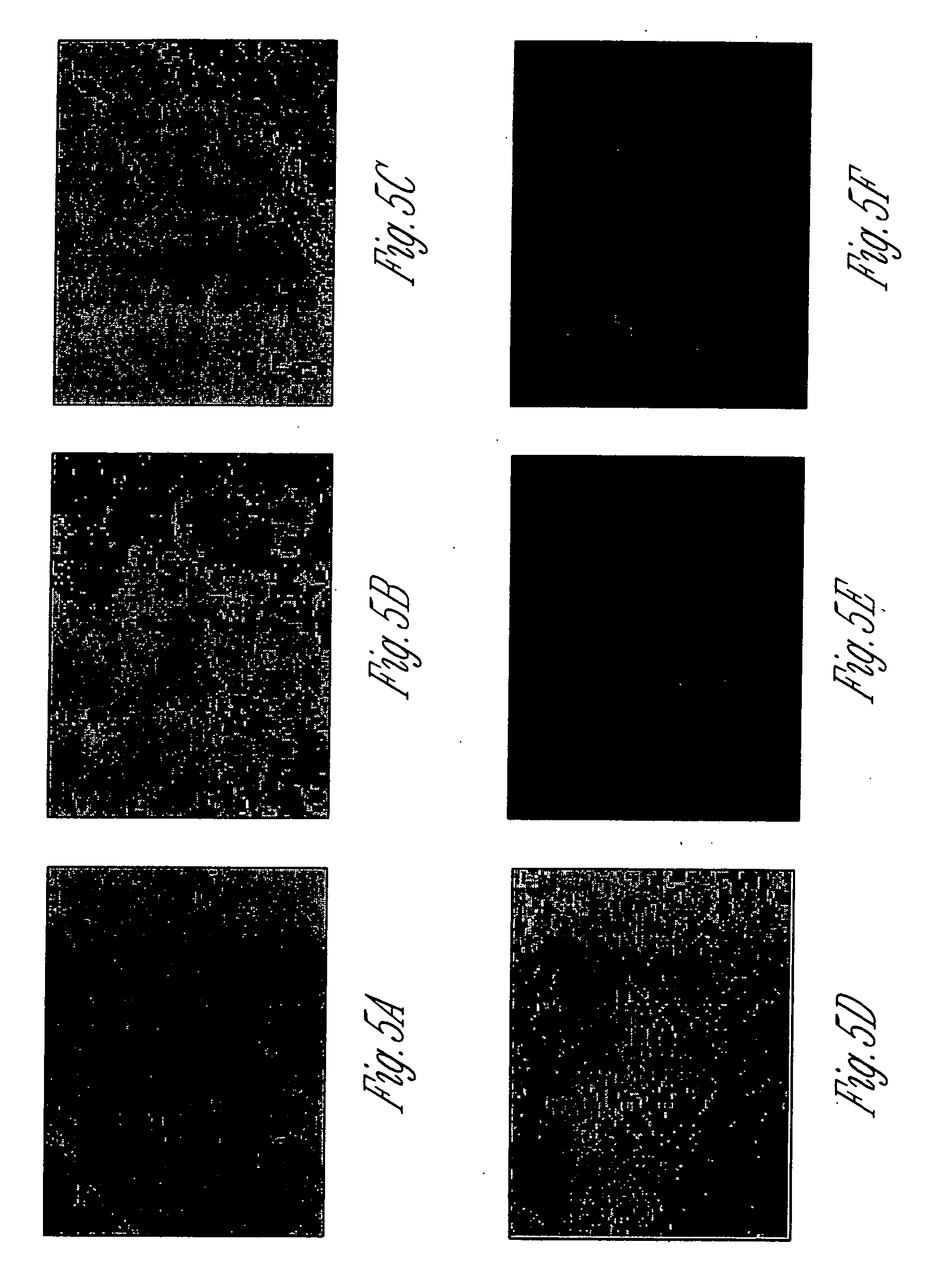 Kidney derived stem cells and methods for their isolation, differentiation and use