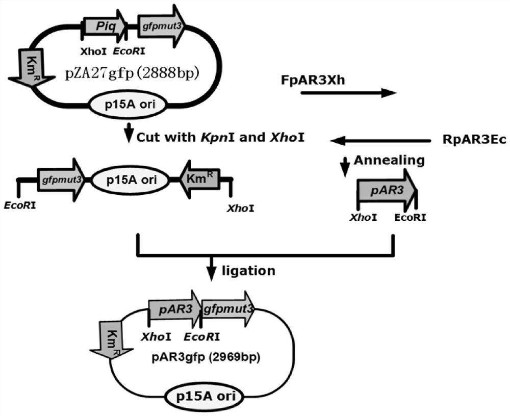 A class of tunable putrescine bioluminescence sensor and its application