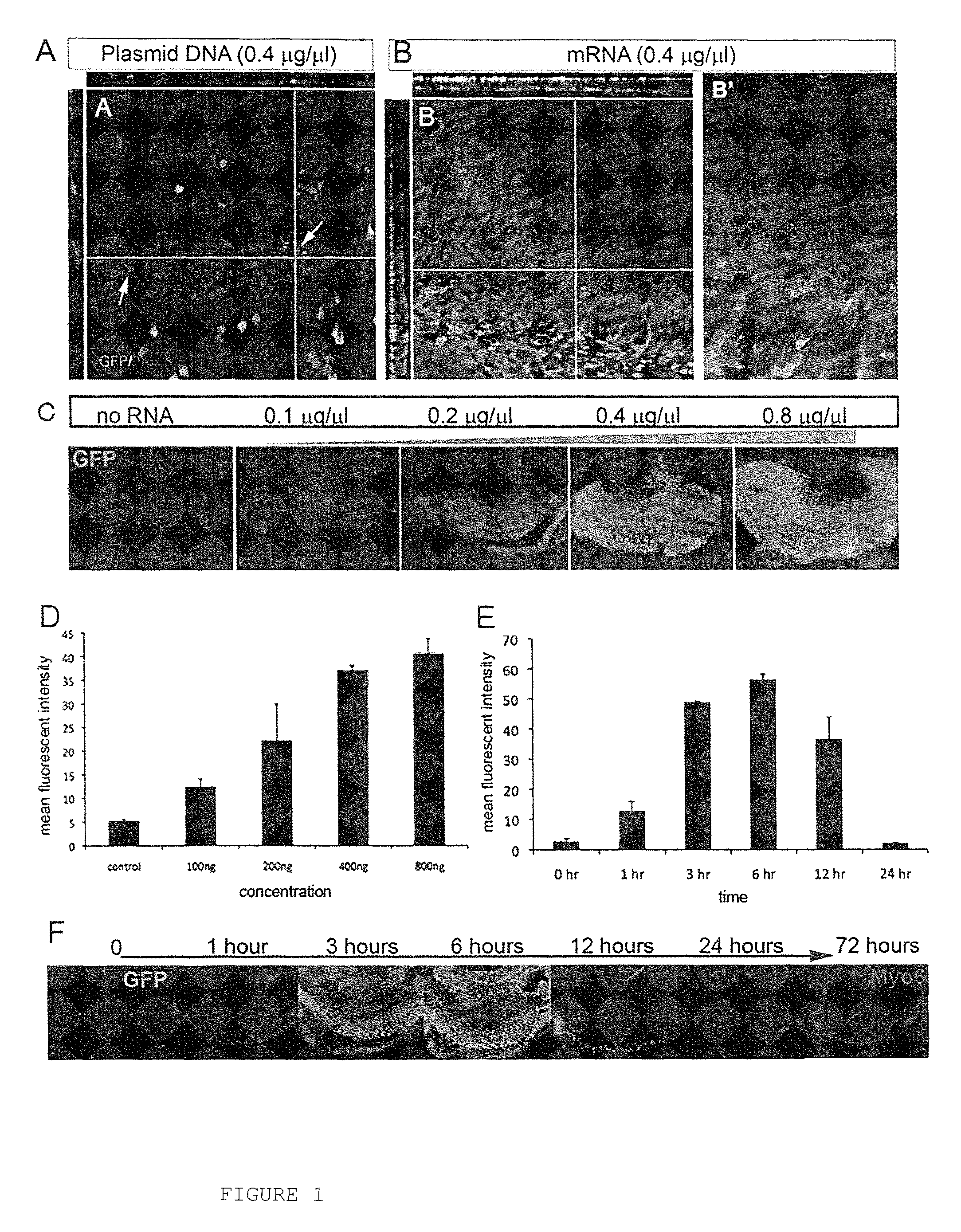 Compositions and methods for transfection of RNA and controlled stabilization of transfected RNA