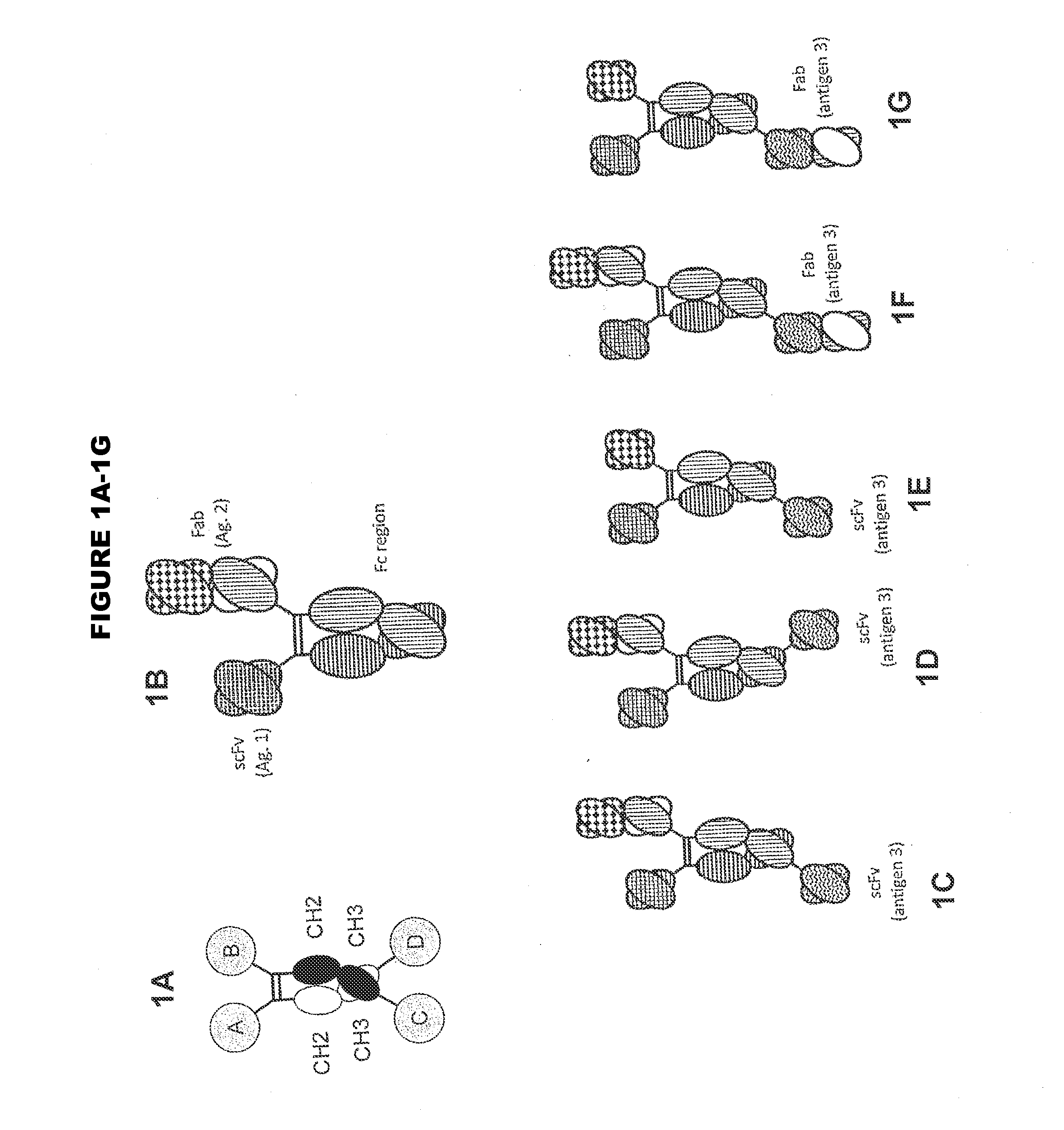 Heterodimeric proteins