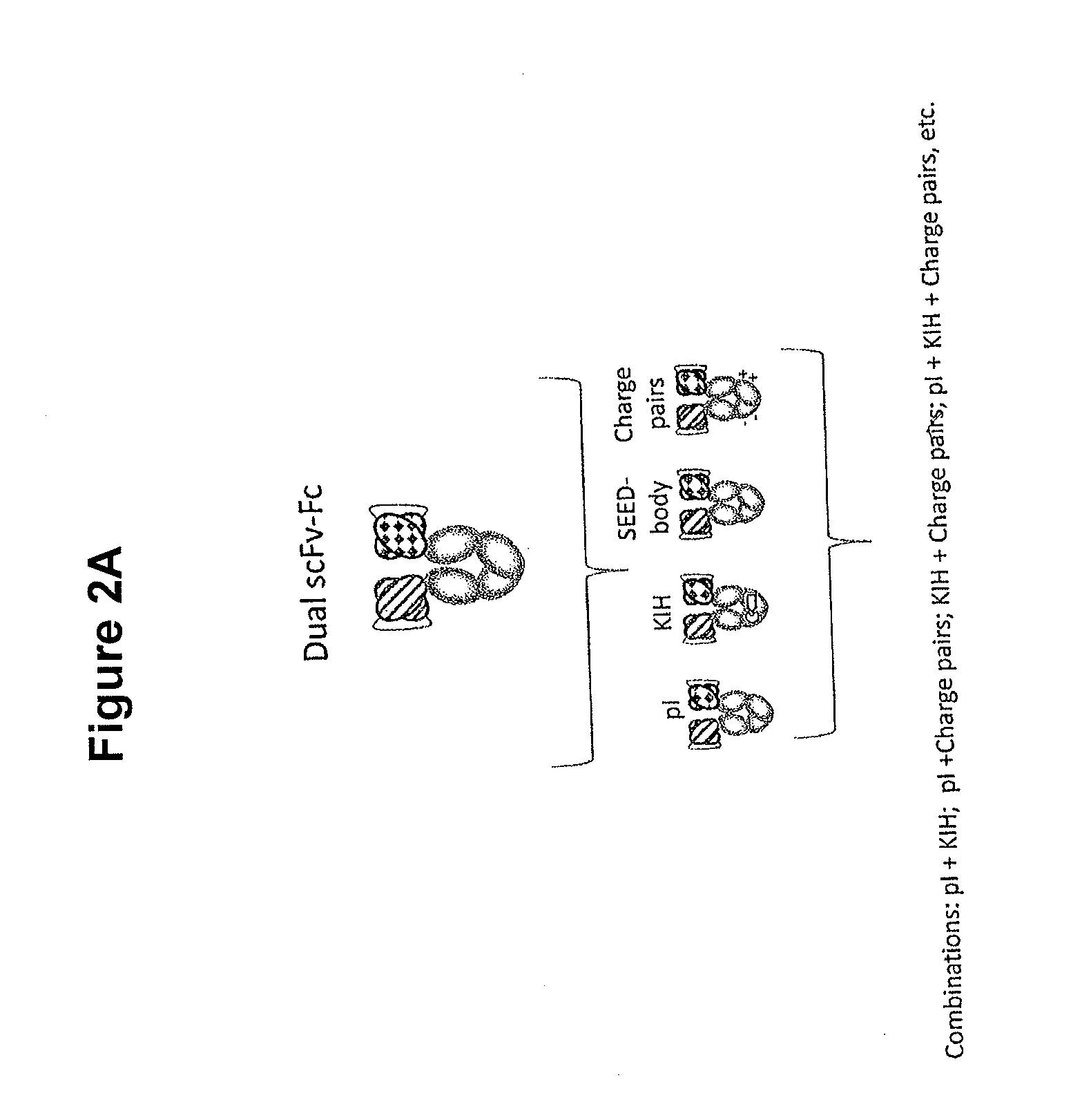 Heterodimeric proteins